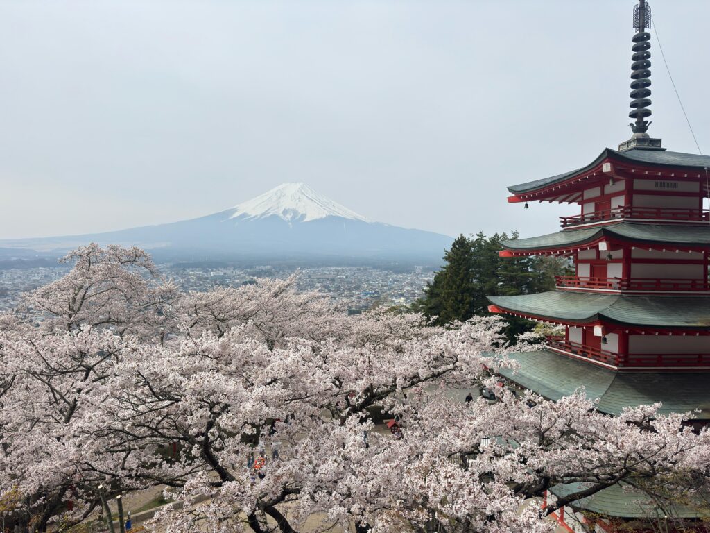 Chureito Pagoda surrounded by cherry blossoms in full bloom, with snow-capped Mt. Fuji behind